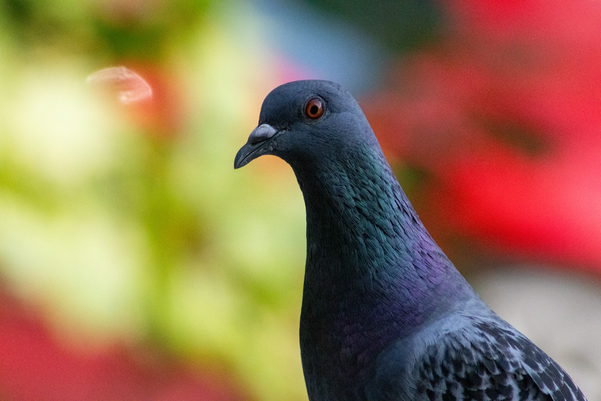 Pigeon portraits.